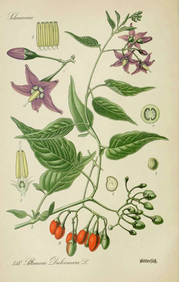 Gyógynövények, homeopátia, népi gyógyászat -10 – Ebszőlő csucsor Dr. Thomé  Botanika